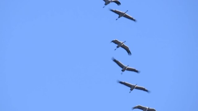 Common Cranes or Eurasian Cranes (Grus Grus) birds flying in mid air during migration to the South in the fall. Slow motion clip.