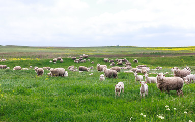 Obraz premium Sheep graze in a meadow
