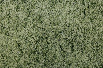 the fluffy texture of the carpet. background for design