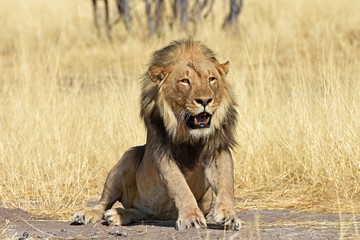 Mähnenlöwe (panthera leo) im Etosha Nationalpark (Namibia)