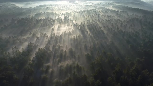 Sunrise in the misty forest. Marvelous view of flying over pine forest in the morning. There is magical fog all the way to the horizon. Aerial shot, 4K