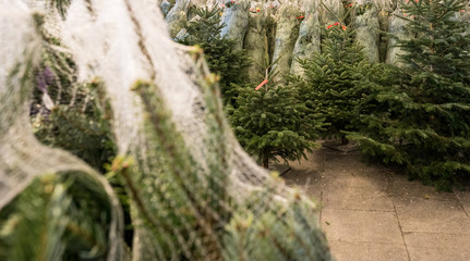 Fototapeta na wymiar detailed view of many Christmas trees wrapped in plastic nets cut and ready for transport and sale