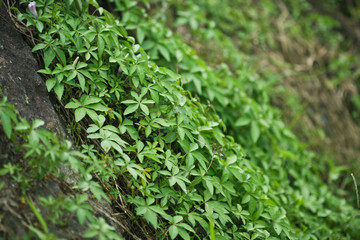 Vegetation Patterns 