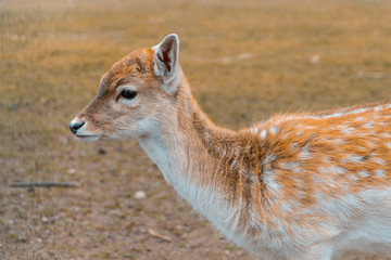 portrait of a small deer 