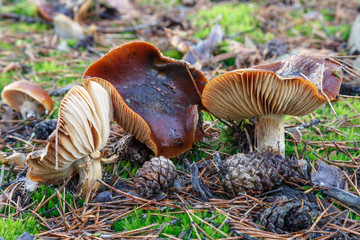 Setas en bosque de pino silvestre. Hygrophorus hypothejus. Higróforo de láminas amarillas.