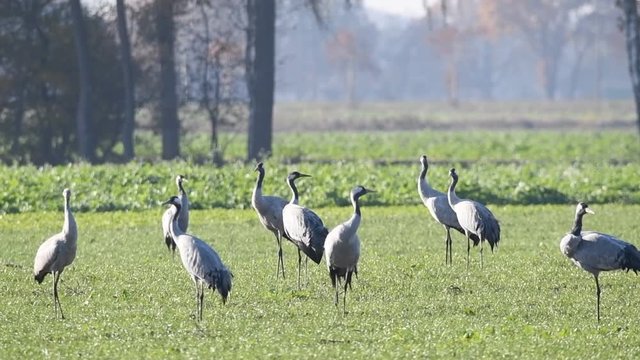 Common Cranes or Eurasian Cranes (Grus Grus) birds resting and feeding in a field during migration to the South in the fall. Slow motion clip.