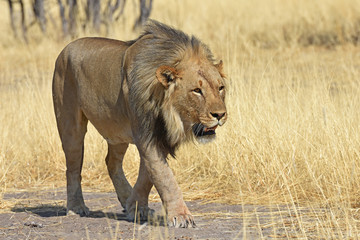 Mähnenlöwe (Panthera leo) im Westen des Etosha Nationalpark in Namibia