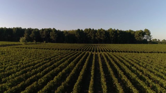 Vigne drone