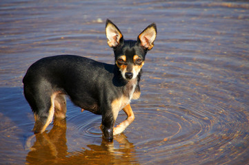 dog on the beach