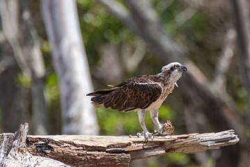 Eastern Osprey eating fish