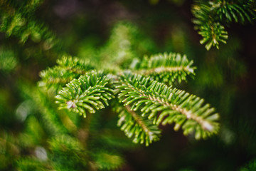 Fluffy Tree for New Year