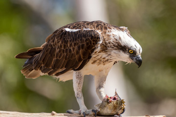 Eastern Osprey with catch