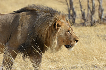 Mähnenlöwe (Panthera leo) im Westen des Etosha Nationalpark in Namibia