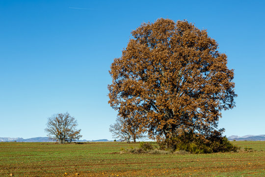Roble melojo en oto&ntilde;o con hojas secas y campo sembrado de cereal. Rebollo. Quercus pyrenaica.