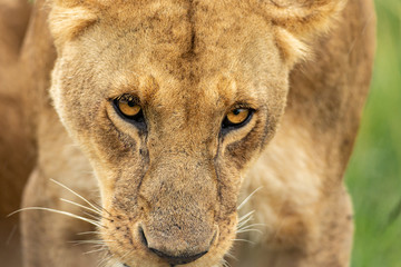 Fototapeta premium Lioness’s muzzle close-up