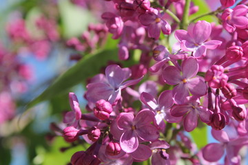 Lilac Flowers/ The Beauty Of Spring