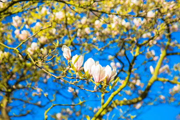 Spring white magnolia flowers. Blooming garden.