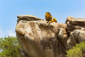 Lions of the Serengeti - 2037