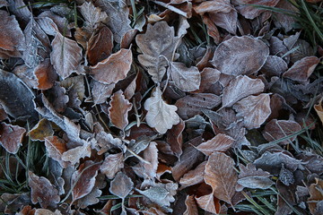 Frost