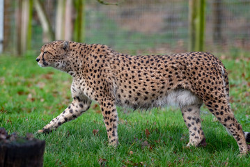 Cheetah