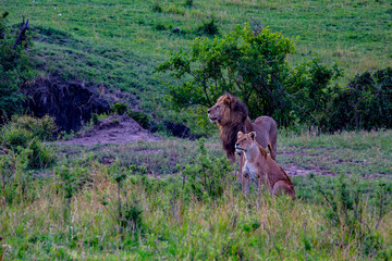 Lions of the Serengeti - 8867
