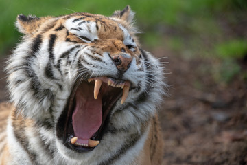 Amur Tiger