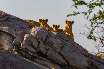 Lions of the Serengeti - 9857