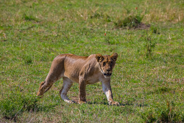Lions of the Serengeti - 9326
