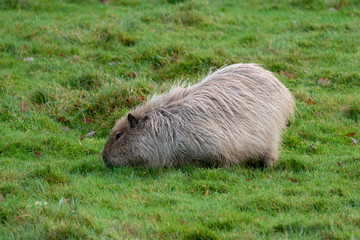 Capybara