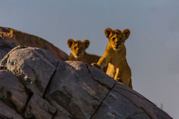 Lions of the Serengeti - 9861