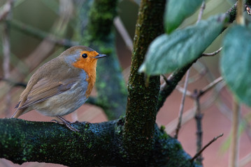Robin Redbreast