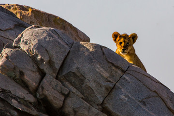 Lions of the Serengeti - 9862