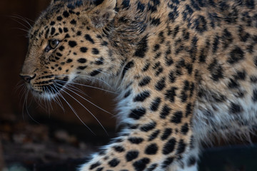 Fototapeta na wymiar Amur Leopard