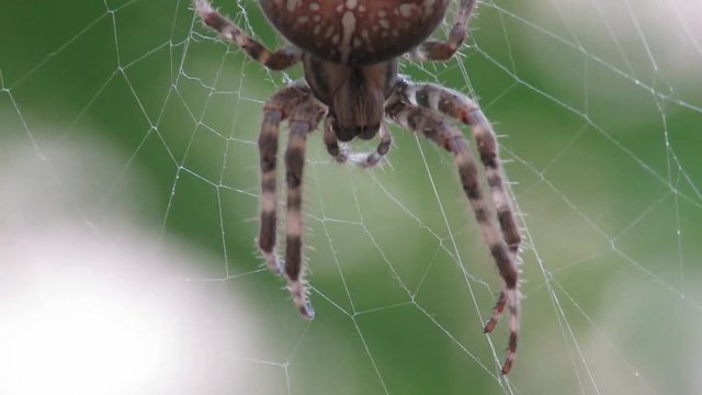 Araneide Diademantus 