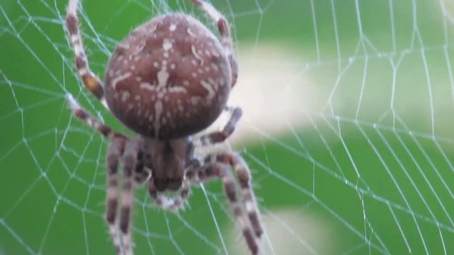 Araneide Diademantus 