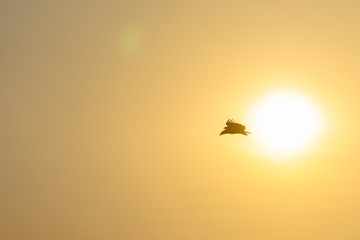 bird in flight