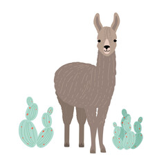 Adorable llama or cria isolated on white background © Good Studio