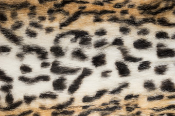 Natural animal fur background texture.  Wool spotted pattern close-up