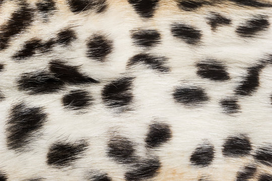 Natural animal fur background texture.  Wool spotted pattern close-up