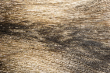Natural animal fur background texture. brown wool close-up