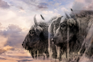 Bison bonasus - European bison - black and white and sunset sky © Vera Kuttelvaserova