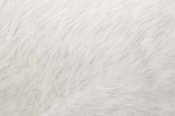 Fototapeta na wymiar Natural animal fur background texture. white arctic (polar) fox wool close-up
