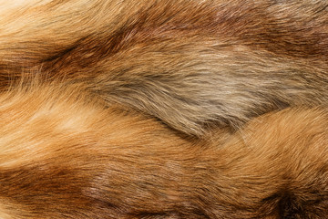 Obraz premium Natural animal fur background texture. yellow fox wool close-up