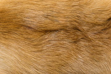 Natural animal fur background texture. yellow fox wool close-up