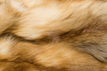 Obraz premium Natural animal fur background texture. yellow fox wool close-up