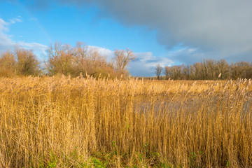 Fototapeta premium Reed along the shore of a pond in a natural park in sunlight at fall