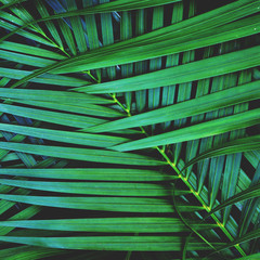 Dark green palm leaf texture background, tropical jungle tone concept, 1:1