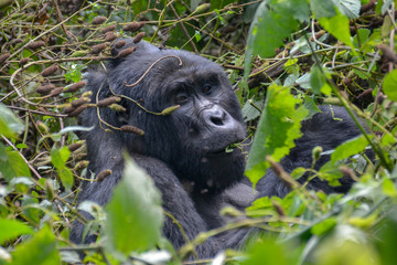 Silverback Mountain gorilla close up while snacking
