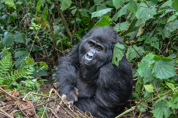 Naklejka premium Female mountain gorilla with expressive face