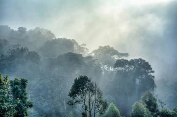 Morning mist in Bwindi Impenetrable National Park